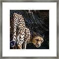 Down-low Cheetah Framed Print