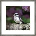 Downy Woodpecker Posing Framed Print