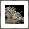 Dozy Crocodile Framed Print