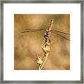 Dragonfly 2 Framed Print