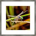 Dragonfly 4 Framed Print