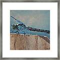 Dragonfly Framed Print