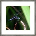 Dragonfly In Central Park #9 Framed Print
