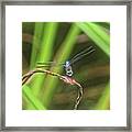 Dragonfly In Central Park Framed Print