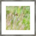 Dragonfly In The Field Framed Print