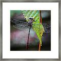 Dragonfly On A Leaf Framed Print