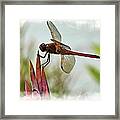 Dragonfly With Vignette Framed Print