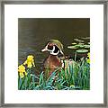 Drake Wood Duck And Iris Framed Print