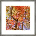 Dramatic Autumn Trees Framed Print