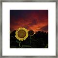 Drapers' Gold Sunflowers At Sunset Framed Print