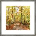Drawn Into The Woods Framed Print