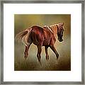 Dream Horse Framed Print