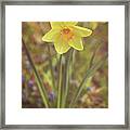 Dreamy Daffodil Framed Print