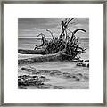 Driftwood Beach In Black And White Framed Print