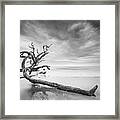 Driftwood In Black And White Framed Print