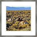 Wild Bighorn Sheep - New Mexico Framed Print