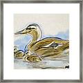 Duck And Ducklings Framed Print