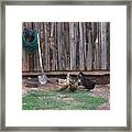 Duck Discussion Framed Print