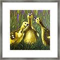 Duckling Choir Framed Print
