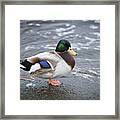 Duckly Framed Print