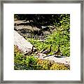Ducks Walking On A Tree Trunk In Hoh Forest Framed Print