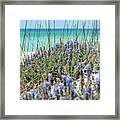 Dunetop Blue Lupine Framed Print