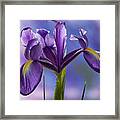 Dutch Iris Framed Print