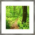 Dwg Dunnfield Creek Spring Green And Trail Blaze Framed Print
