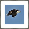 Eagle In Flight 4 Framed Print