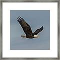 Eagle In Flight Framed Print