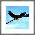 Eagle On Lamp Post Framed Print