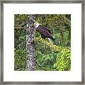 Eagle Tree Framed Print