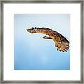Eagle Wings Framed Print