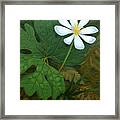 Early Bloomer Bloodroot Framed Print