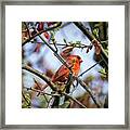 Early Spring Cardinal Framed Print