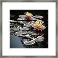 Early Spring Water Lilies Ii Framed Print