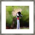 East African Crowned Crane 001 Framed Print