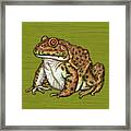 East Asian Bullfrog Framed Print