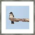 Eastern Kingbird On Lookout In The Croatan National Forest. Framed Print