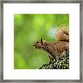 Eastern Gray Squirrel In A Tree Framed Print