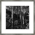 Eastern Hemlock Forest Framed Print
