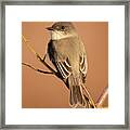 Eastern Phoebe #5031 Framed Print