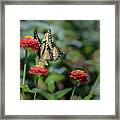 Eastern Swallowtail On Red Zinnia Framed Print