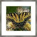 Eastern Tiger Swallowtail Butterfly Framed Print