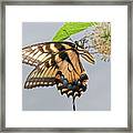 Eastern Tiger Swallowtail Framed Print