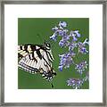 Eastern Tiger Swallowtail Profile Framed Print