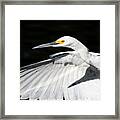 Egret In Flight Framed Print