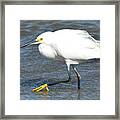 Egret On A Windy Day Framed Print