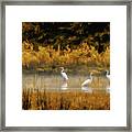 Egrets Framed Print