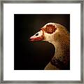 Egyptian Goose At Sunset Framed Print